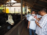 Demi Pangan, BRI Dukung Peternak Sapi Kediri dengan KUR & CSR