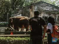 Kebun Binatang Ragunan Dibuka Kembali, Masih Sepih Banget..