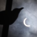 7 Hewan yang Sering Dikaitkan dengan Kematian serta Alasannya