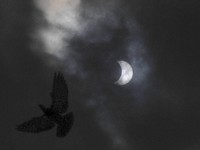 Merpati Bawa Pesan Misterius dari 40 Tahun Lalu, Isi Tak Terpecahkan