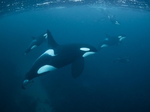 Momen Mendebarkan Anjing Laut Loncat ke Perahu Usai Dikejar Orca