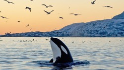 Viral Jessica Radcliffe Tewas Diserang Paus Orca, Ternyata Hoax Bikinan AI