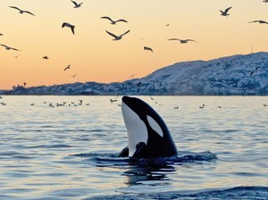 Fakta Unik Orca, Sang Mamalia Laut yang Cerdas Luar Biasa