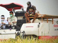 Catat! 10 Provinsi yang Jadi Lumbung Beras di RI
