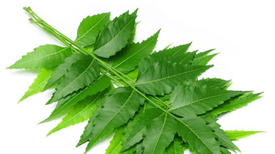 Daun Mimba. Foto: Healthyliving