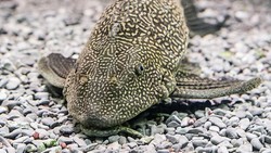 Bukan untuk Dimakan! Ini 5 Risiko Konsumsi Ikan Sapu-sapu