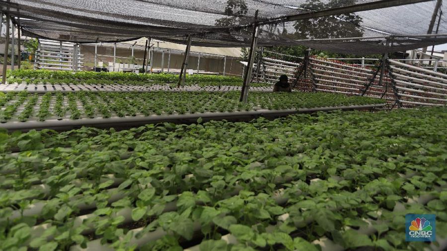 Tanaman dengan sistem hidroponik di kawasan Bojongsari, Depok, Jumat (30/7/2021). (CNBC Indonesia/Andrean Kristianto)