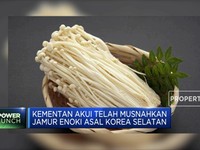 Jamur Enoki Asal Korea Selatan Telah Dimusnahkan Kementan