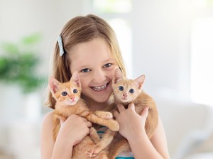 Kenapa Kucing Tidak Mau Makan? Ketahui Penyebab dan Cara Mengatasinya