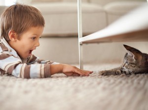Tips Amankan Perabotan di Rumah dari Cakaran Kucing dan Anjing