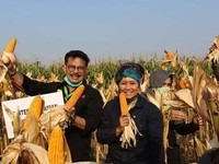 Kurangi Impor, Mentan SYL Genjot Produksi Jagung Pakan Ternak