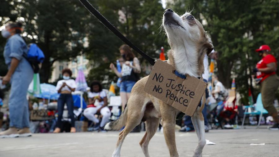 Protesters rest in a grassy area surrounded by signs calling for changes to police policies and practices at an encampment outside City Hall, Friday, June 26, 2020, in New York. (AP Photo/John Minchillo)