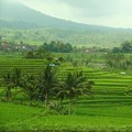 Subak dan Berbagai Tradisi di Indonesia untuk Melestarikan Air