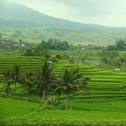 Subak Jadi Cermin Pembagian Air Berkeadilan di Pulau Dewata