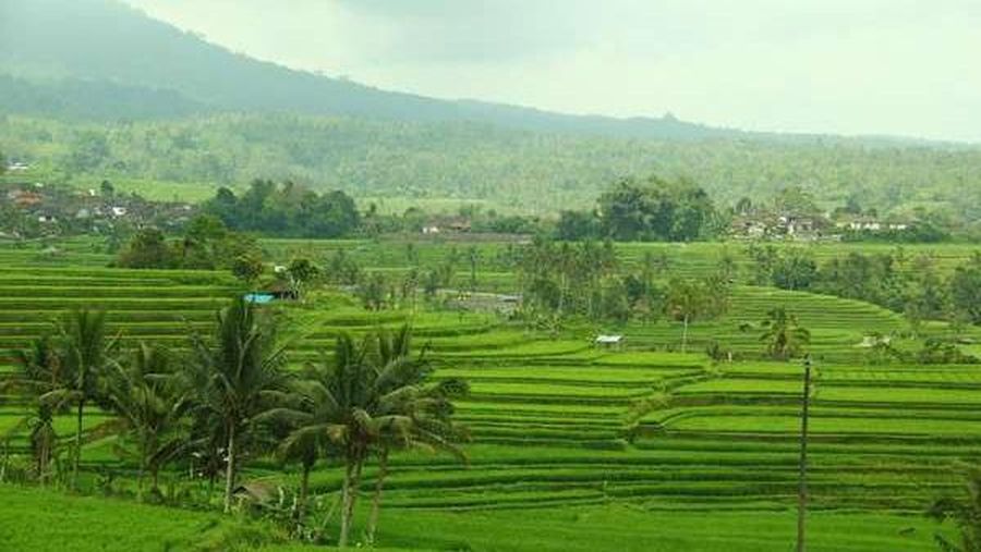 Subak Bali (Angela Jennifer Aroemrasni/dTraveler)