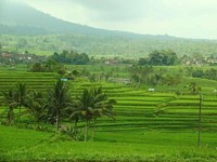 Apa Manfaat Subak di Bali, yang Tampil di Google Doodle?