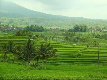 Subak Jadi Cermin Pembagian Air Berkeadilan di Pulau Dewata