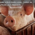 Dari Babi, Virus Baru Asal China Ini Ditakutkan Jadi Pandemi