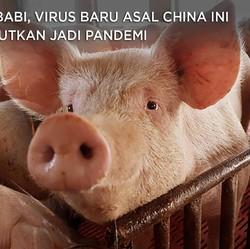 Dari Babi, Virus Baru Asal China Ini Ditakutkan Jadi Pandemi