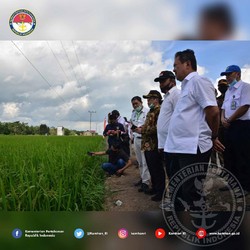 Food Estate Jokowi Ditargetkan Bisa Panen Akhir Tahun
