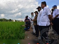 Ini Lokasi Food Estate, Sang Penyelamat dari Krisis Pangan