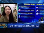 Langkah Awal Memulai Bisnis Tanaman Hias Bagi Milenial