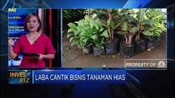 Tips Raup Laba Cantik Bisnis Tanaman Hias