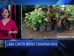 Tips Raup Laba Cantik Bisnis Tanaman Hias