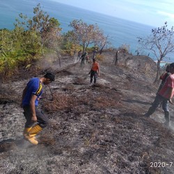 Dua Tahun Pandemi, RI Bebas dari Musibah Kebakaran Hutan