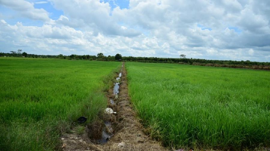 Menteri Pekerjaan Umum dan Perumahan Rakyat (PUPR) Basuki Hadimuljon meninjau lahan program pengembangan food estate di Provinsi Kalimantan Tengah (Kalteng). (Dokumentasi Kementerian PUPR)