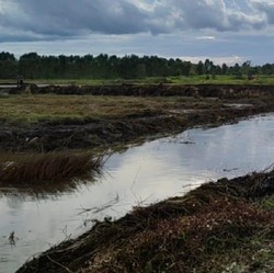 Garap Puluhan Ribu Hektare, Ini Dia Update Lumbung Pangan RI