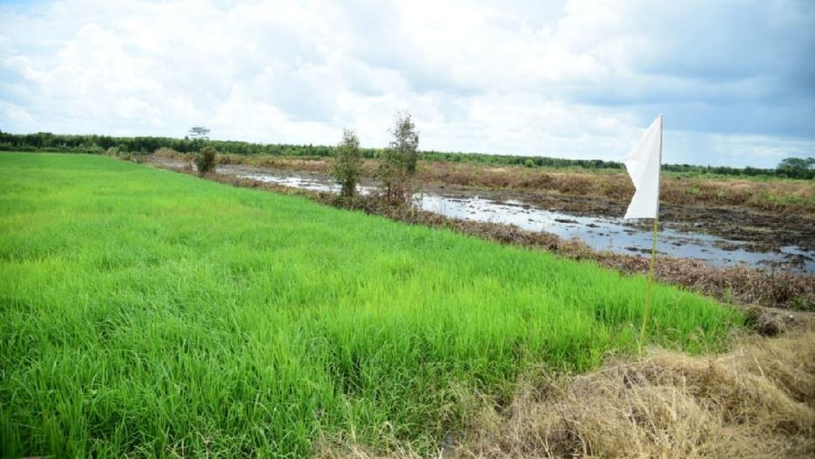 Lahan program pengembangan food estate di Provinsi Kalimantan Tengah (Kalteng). (Dokumentasi Kementerian PUPR)