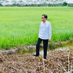 Demi Lumbung Pangan RI, Pulang Pisau Siapkan 56.000 Ha Lahan!