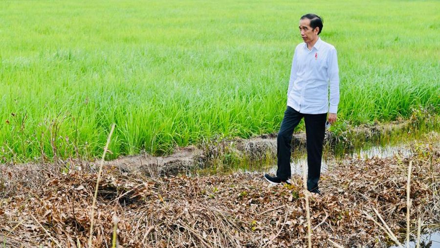 Presiden Joko Widodo meninjau pembangunan peningkatan jaringan reklamasi rawa di Tahai Baru, Kabupaten Pulang Pisau, Kamis (9/7/2020). (Biro Pers Sekretariat Presiden/Laily Rachev)