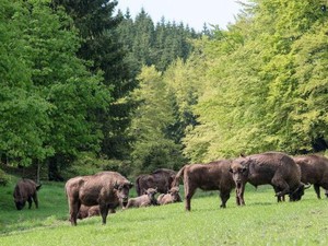 Serupa Tapi Tak Sama, Ini Perbedaan Kerbau Vs Bison!