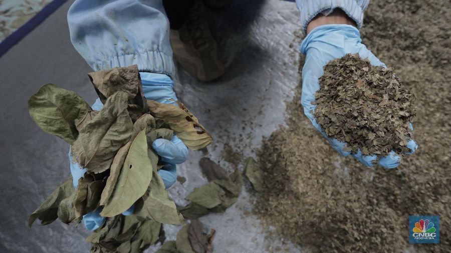 Uji Lab Kandidat Obat Herbal untuk Covid-19 di Lab Cara Pembuatan Obat Tradisonal Baik (CPOTB) Pusat Penelitian Kimia LIPI. (CNBC Indonesia/Tri Susilo)