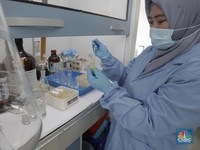 Thailand Pakai Sambiloto Obati Covid-19, Indonesia Ikutan?