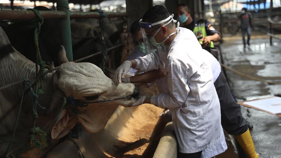 Ilustrasi Hewan Qurban. (AP/Achmad Ibrahim)