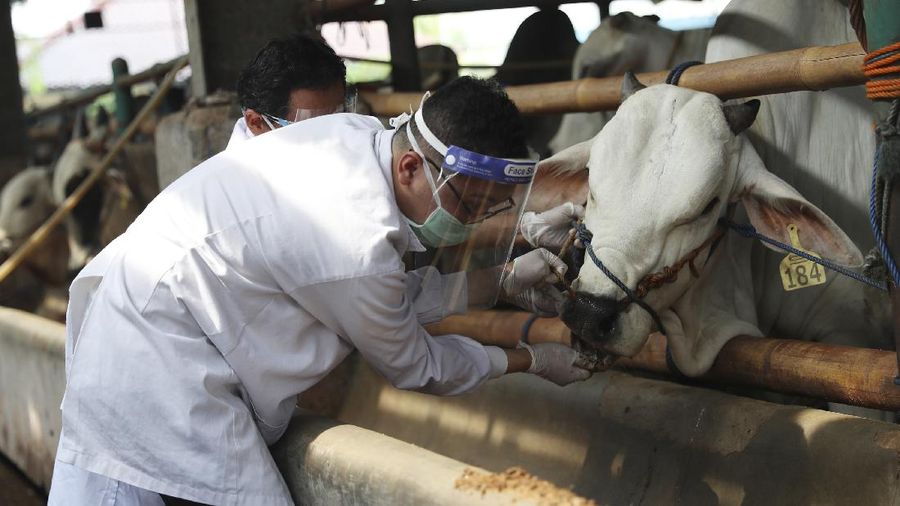 Ilustrasi Hewan Qurban. (AP/Achmad Ibrahim)