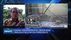 Pengamat: Ekspor Benih Lobster Akan Rugikan Nelayan