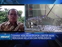 Pengamat: Ekspor Benih Lobster Akan Rugikan Nelayan