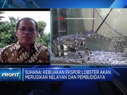 Pengamat: Ekspor Benih Lobster Akan Rugikan Nelayan