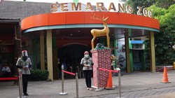 Sederet Penjelasan Pemkot soal Matinya Harimau Putih Koleksi Semarang Zoo