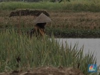 Awas! La Nina Bisa Acak-Acak Ramalan Positif Pertanian RI