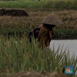 Alert! Harga Pupuk Bakal Lanjut 'Terbang', kok bisa?
