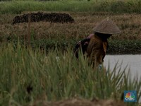 Alert! Harga Pupuk Bakal Lanjut 'Terbang', kok bisa?