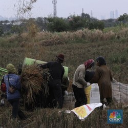 Waspada Krisis Pangan, Produksi Beras RI Ternyata Turun Terus