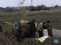 Naikkan Produksi, Perusahaan Ini Kelola Lahan Bersama Petani