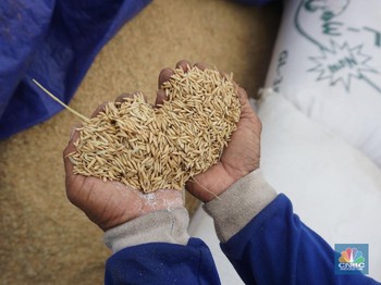 Pantas Jokowi Murka: Subsidi Pupuk Naik, Tapi Produksi Jeblok