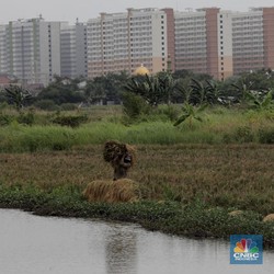 Tiap Tahun 100.000 Ha Lahan Sawah di RI Lenyap, Pemerintah Bisa Apa?